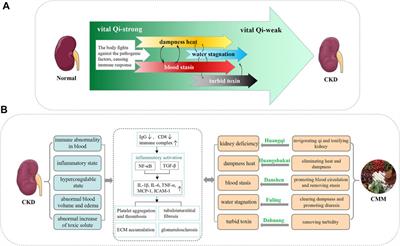 Traditional Chinese Medicine in the Treatment of Chronic Kidney Diseases: Theories, Applications, and Mechanisms